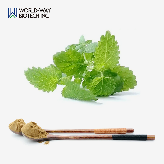 Lemon Balm Extract Powder Lemon Balm Extract Powder
